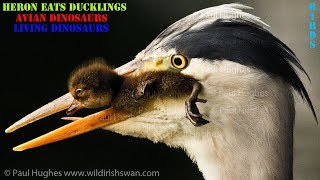 When a heron eats ducklings, there is nothing a mother duck can do to stop this animal hunting!