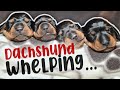 Miniature Dachshund Whelping // Birth of Four Healthy Puppies