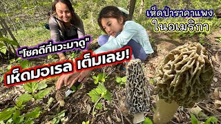 V367 เห็ดมอเรล กิโลเกือบ 5,000 บาท! ไม่ขาย เก็บไว้กินเอง เห็ดมอเรลป่าอเมริกา Morels forage in Wi-USA