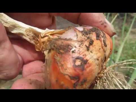 Video: Onion Moli (11 Fotos): Beschreibung Des Dekorativen Goldenen Knoblauchs, Der Zwiebeln Pflanzt Und Pflegt. Anwendung