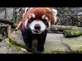 Red Panda Moshu Celebrates Birthday