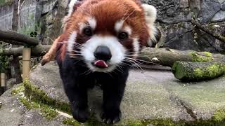 Red Panda Moshu Celebrates Birthday