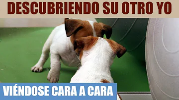 ¿Por qué los perros no pueden verse en el espejo?