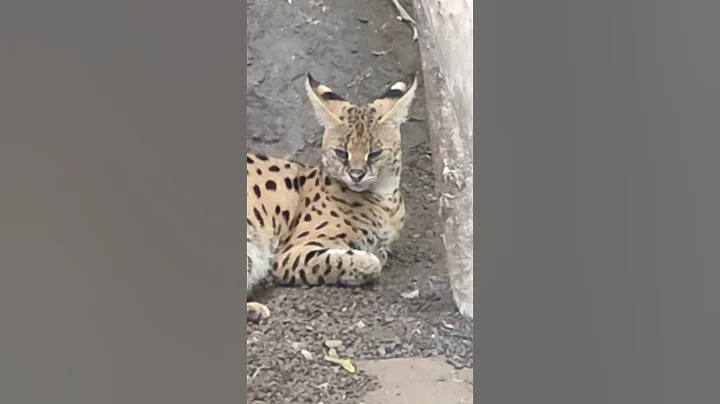 Video 10621481: african serval cat, servalcats