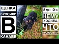 Щенка кинули в канаву😨 Неделю я к нему ходила, что произошло?