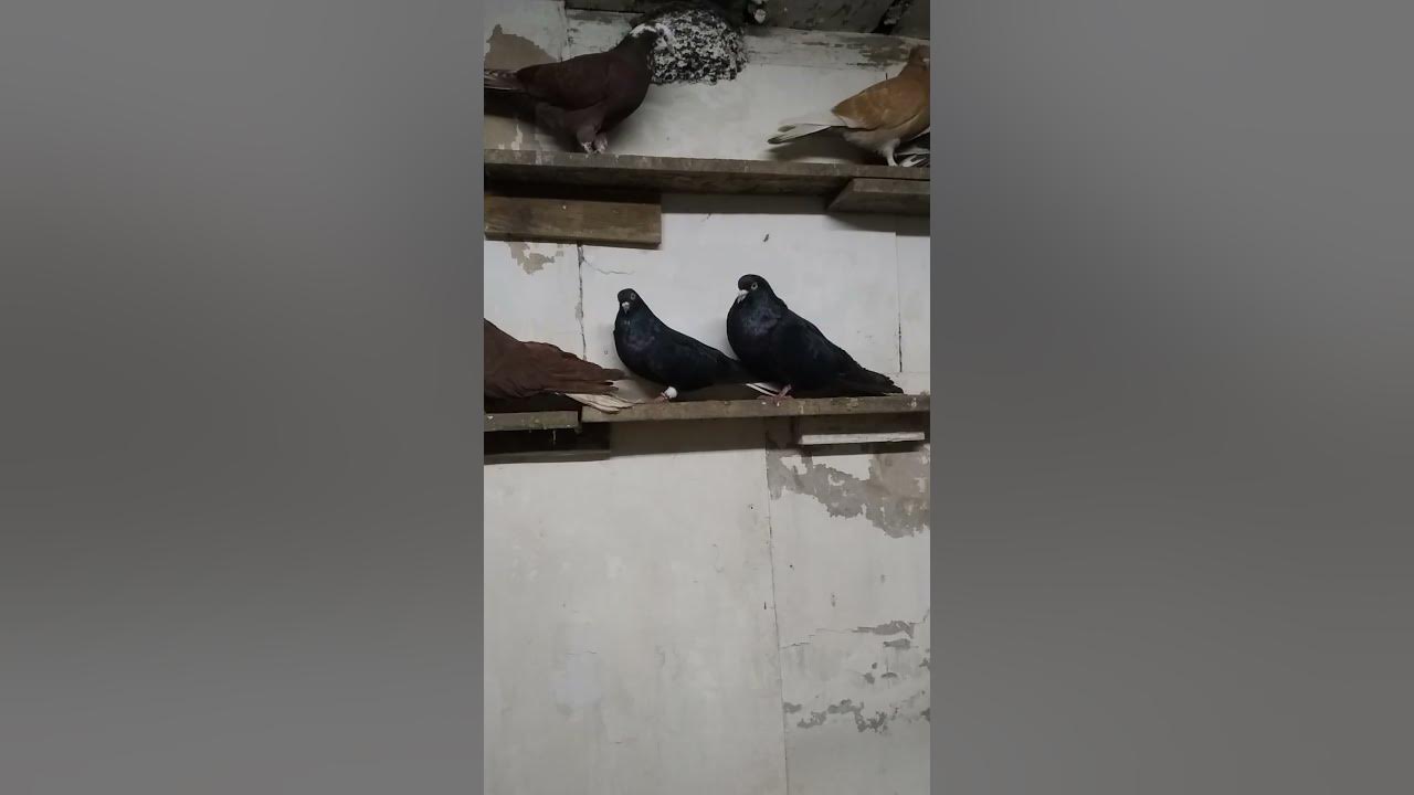 Мои голуби, Ростовская область, Азовский район, с. Кулешовка #голуби ...
