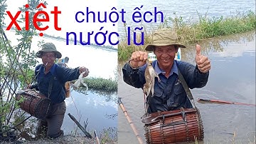 nước lũ đã về đồng xiệt chuột ếch quá nhiều chuột ếch đồng miền tây sông nước lũ