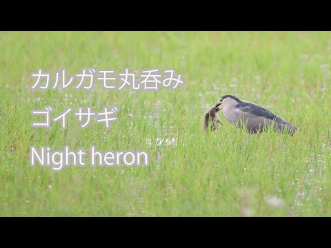 【カルガモ丸呑み】ゴイサギ Night heron