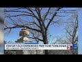 Century-old tree at Cheekwood to be torn down