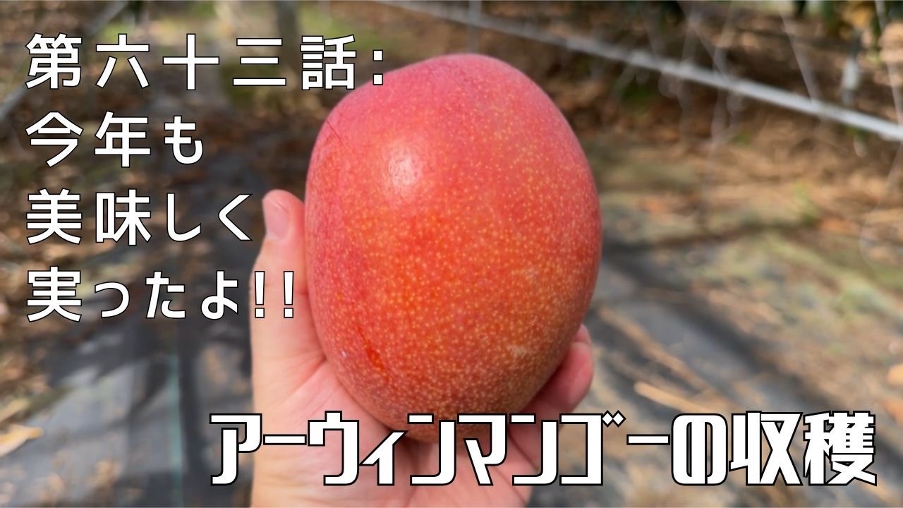 第六十二話】これから先は神頼み！ 〜 今年のマンゴーはいかに