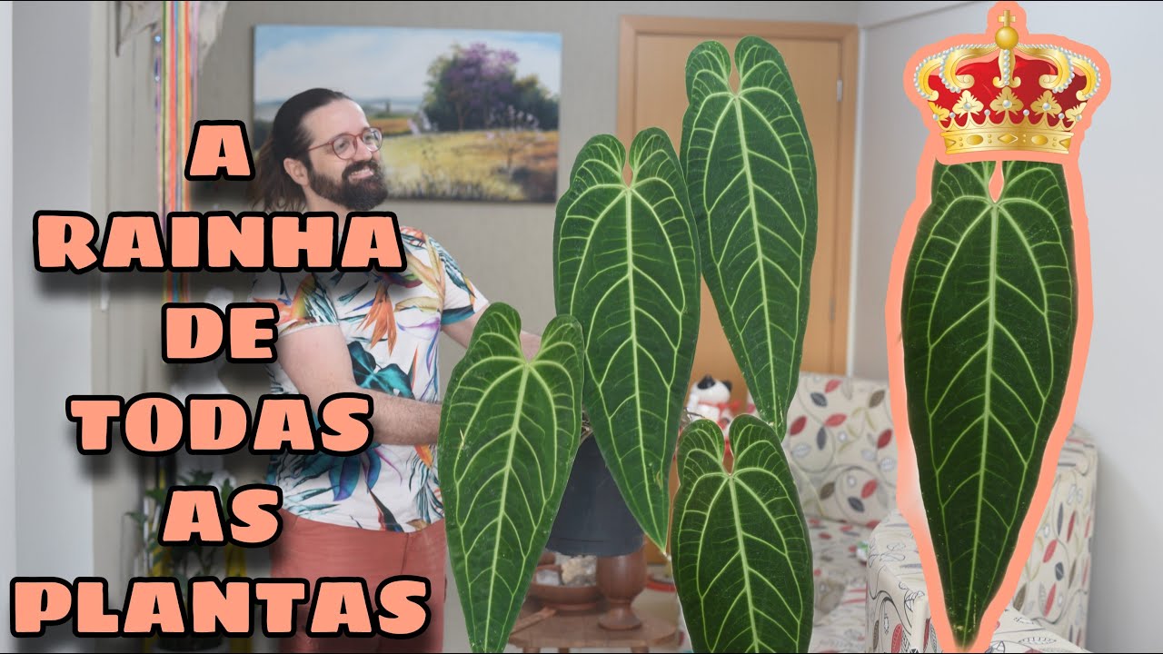 ANTÚRIO RAINHA - A planta mais REVERENCIADA para sua Urban Jungle -Anthurium warocqueanum