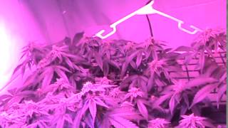 300 Watt LED grow light update
