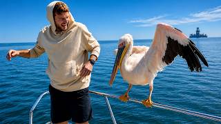 Pelicans Being Pelicans for 10 Minutes Straight 😂