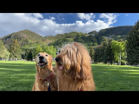 Video: Dog Park Doodles Capture Every Pup's unieke karakter