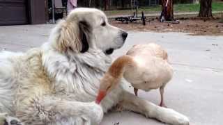 Our dog getting groomed by our goose.