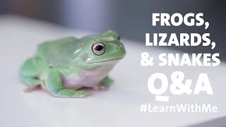 Frogs, Lizards, and Snakes Q&A LearnWithMe