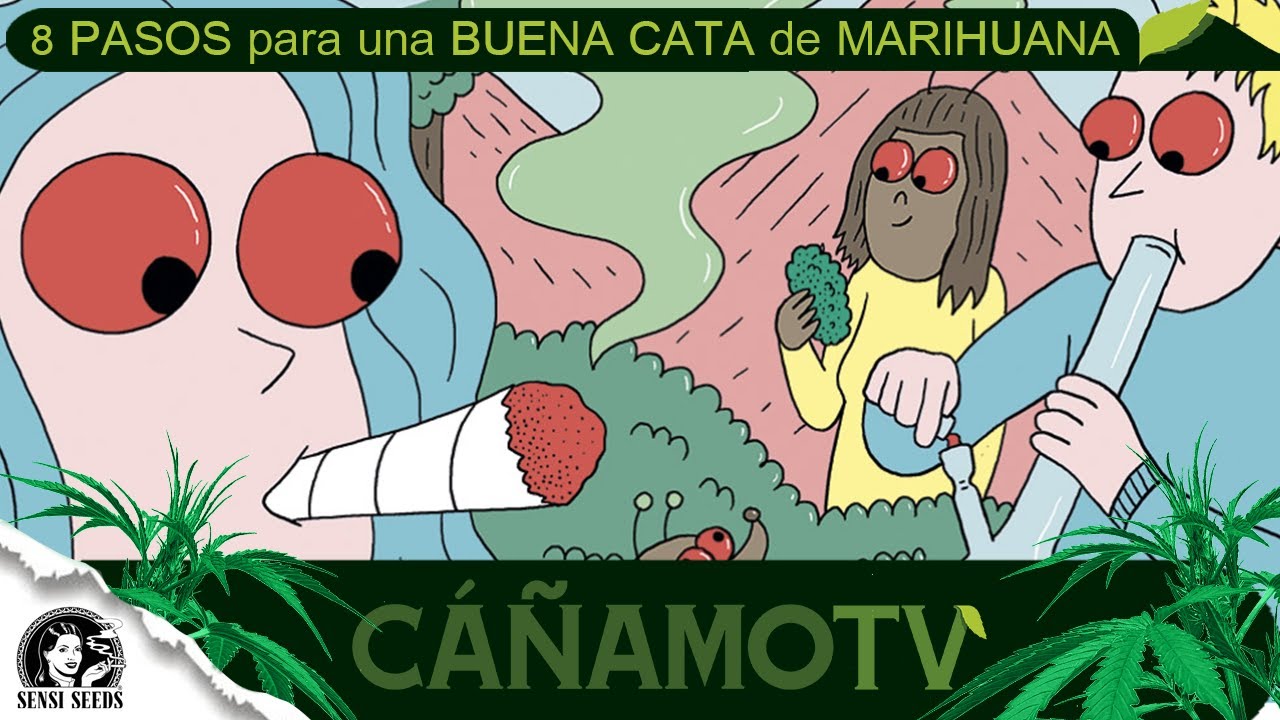 8 PASOS para una BUENA CATA de MARIHUANA