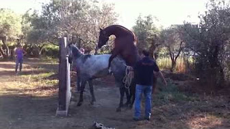 Pono lupo Pono lupo