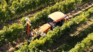 Rinieri CRV Vision 2   Rienzi Estate Vineyards