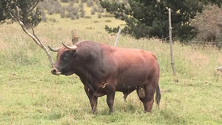 Pese a las dificultades, sigue la crianza de toros...