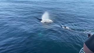 Humpbacked whales in Santa Barbara Channel, October 1, 2023