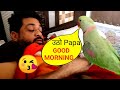 Talking Parrot Pablo GOOD MORNING Massstiii - उठो पापा सुबह हो गई 😘-Best Talking parrot video