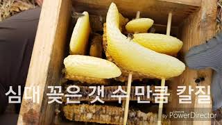 사각벌통 (됫박)1대3 분봉작업