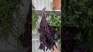 How to Use and Preserve Opal Basil