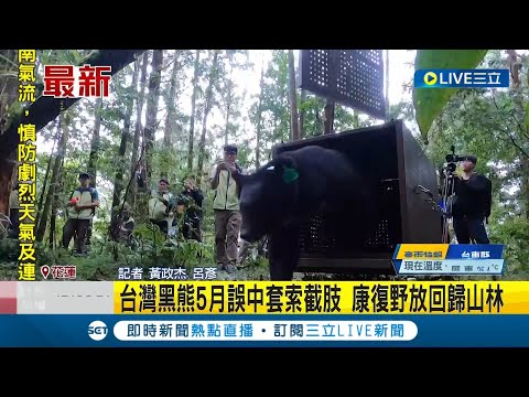 又是"一頭好熊"! 台灣黑熊5月誤中套索截肢 康復野放回歸山林│記者 黃政杰 呂彥│【LIVE大現場】20230613│三立新聞台