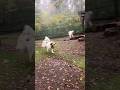 Belle ベル #greatpyrenees #todaysrunrun #グレートピレニーズ #今日のルンルン