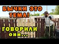 "Бычки это тема" – говорили они. Калитка для палисадника и новый ущерб от бычков в хозяйстве