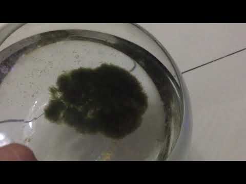 Update of Japanese Marimo Moss Ball