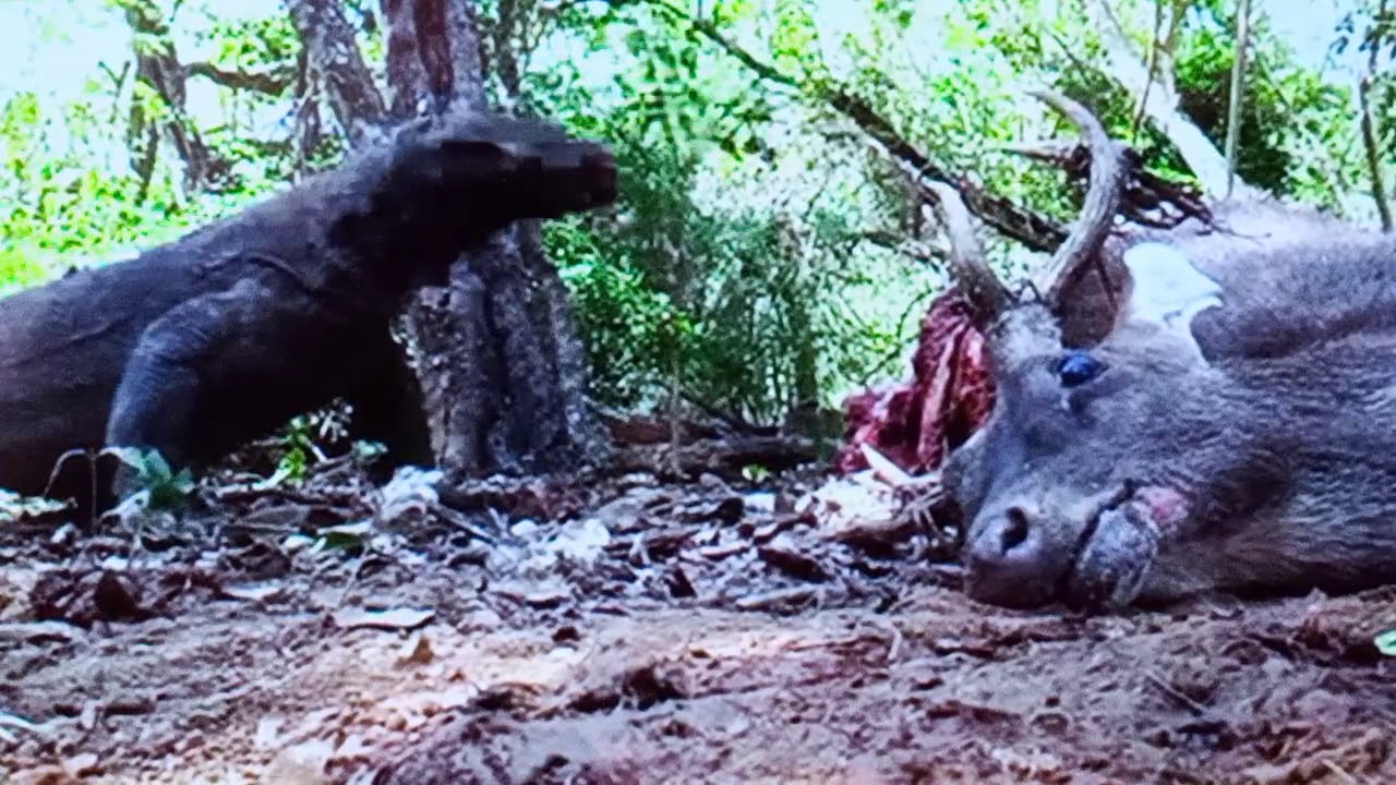 Inilah komodo hewan  purba  yg  ada di labuan bajo Nusa 