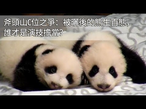《熊貓主題趴》斧頭山C位之爭：被曬後的熊生百態，誰才是演技擔當？| iPanda