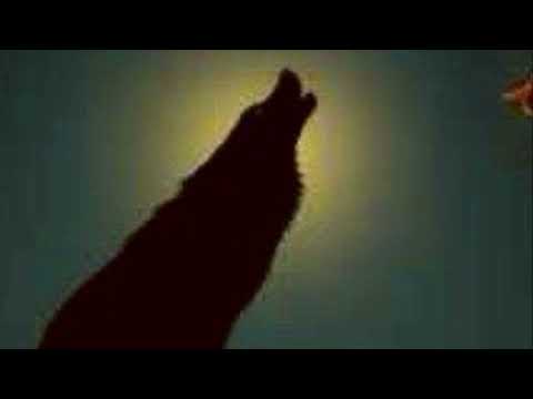 Shepard Of An Outlaw 