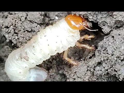 Video: Larva majskog muha: kako izgleda, šta jede?