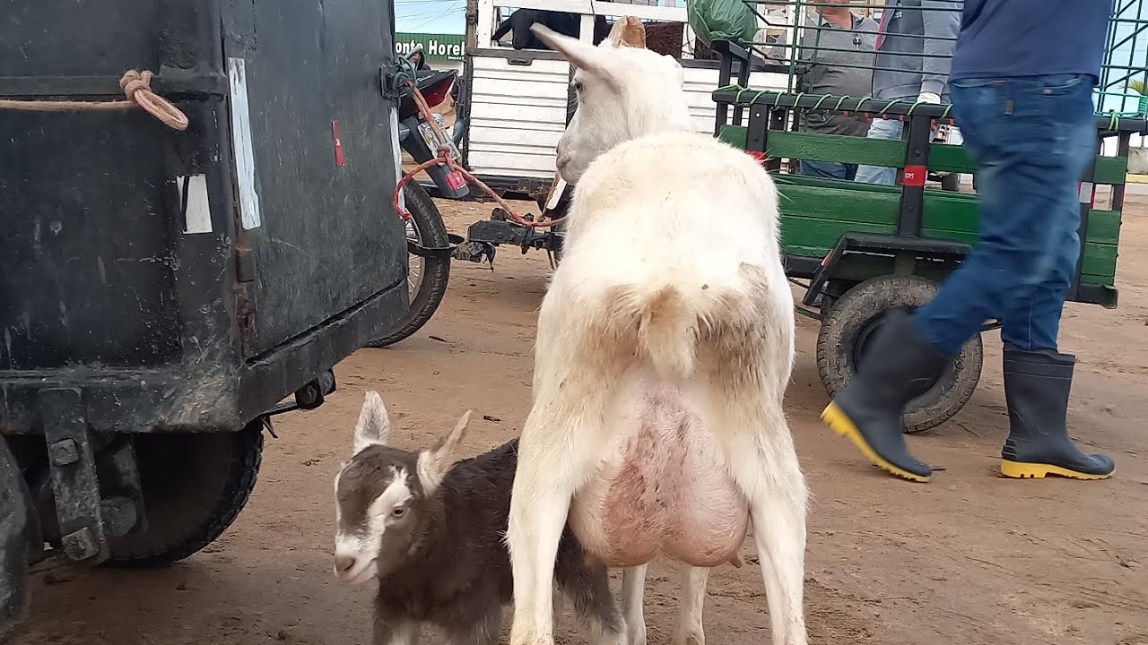 Feira das ovelhas Posto Alto Serra Pe.22/06/25