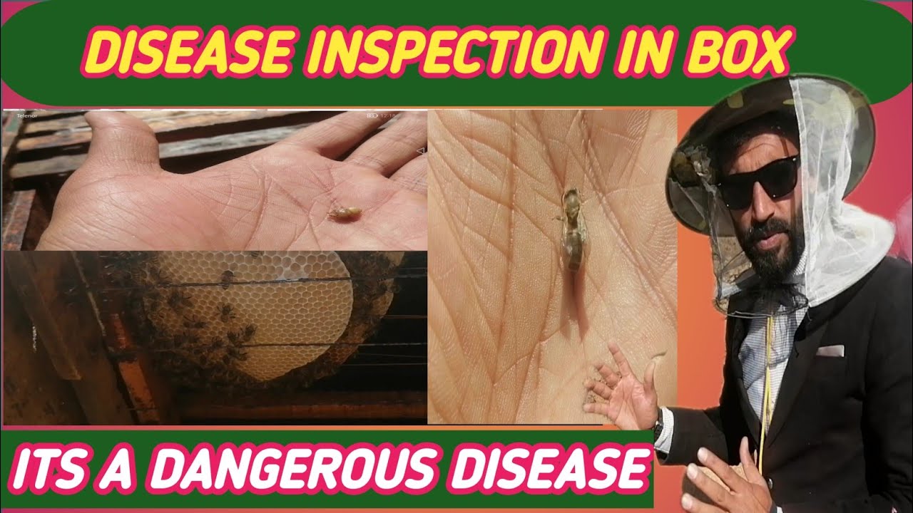 A COMMON DANGEROUS DISEASE IN HONEYBEES /INSPECTION BEE BOX/BROOD DISEASE