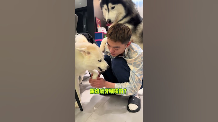完了！這下徹底哄不好了！#哈士奇 #萌寵 #当我不小心踩到了狗狗的脚