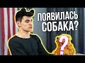 У МЕНЯ ПОЯВИЛАСЬ СОБАКА?