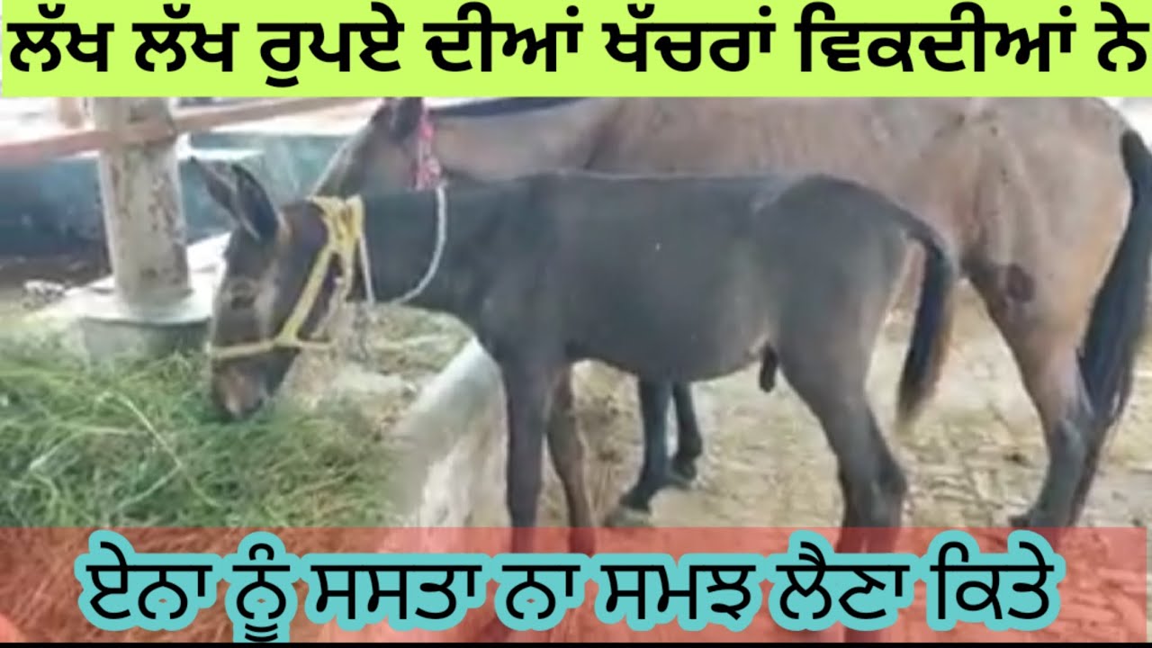 ਖੱਚਰਾਂ ਨੂੰ ਊਈਂ ਨਾ ਸਮਝ ਲੈਣਾ ਵਾਲਿਆਂ ਮਹਿੰਗੀਆਂ ਮਹਿੰਗੀਆਂ ਪਈਆਂ ਨੇ। ਅਸਤਰ ਕਿਵੇਂ ਪੈਦਾ ਹੁੰਦਾ। Sukhi Shergill