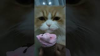 cat tom eat icecream funny animals comedy   قط يأكل  مثلجات مضحك كوميدي