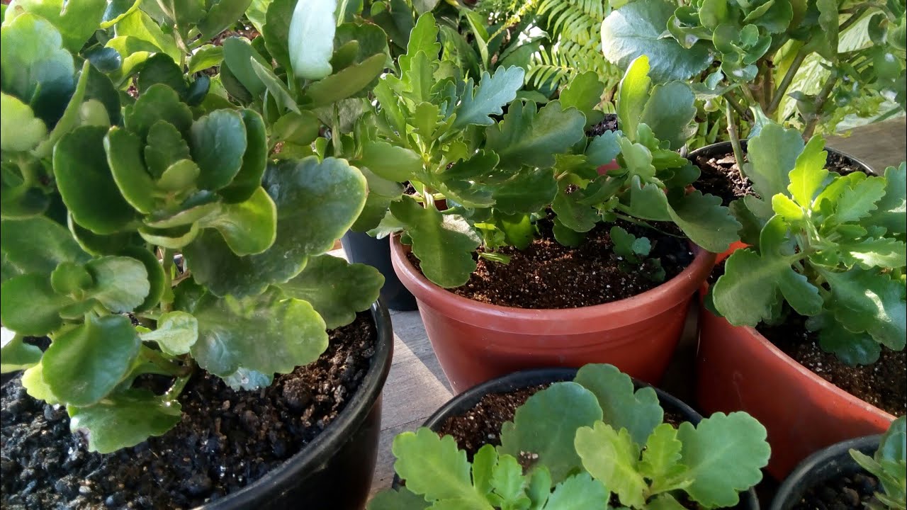 Kalanchoe_ mudas feita do caule e da folha da certo!!!