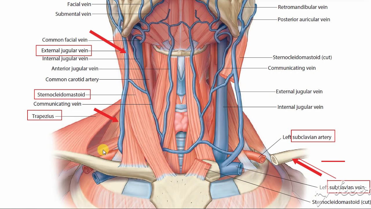 Posterior triangle 6 YouTube