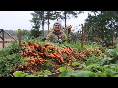 Video: Hirzai Hesteavl Allergivenlig, Sundhed Og Levetid