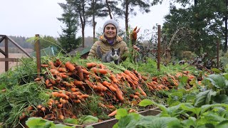 Урожай моркови и вкусное лечо