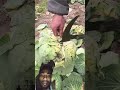 #pattagobhi#cuting#nature#farmingtraditions#popular#farming#youtubeshorts#farmerstruggle#123kishan
