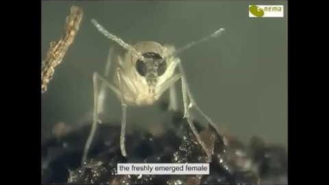Fungus gnats (Sciarids) - Life Cycle of Bradysia ocellaris