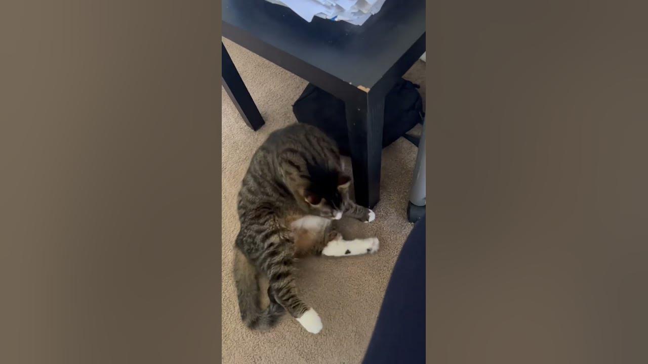 does-anyone-speak-feline-youtube