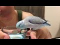 ゴクゴクおいちぃ！と喜ぶマメルリハ